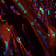 Image for article titled These live stem cells were recovered from a 17-day-dead human corpse